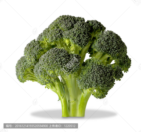 花椰菜樹(shù)孤立在白色與裁剪路徑