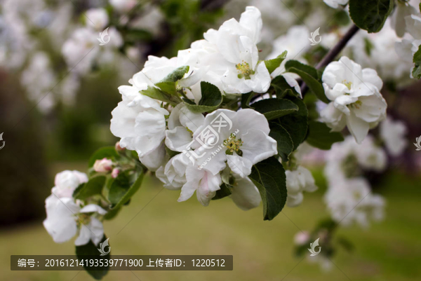 開花的蘋果樹