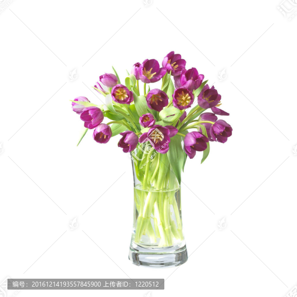 美麗的郁金香花在花瓶里的白色隔離與群馬