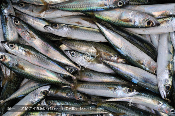 新鮮的金槍魚魚背景