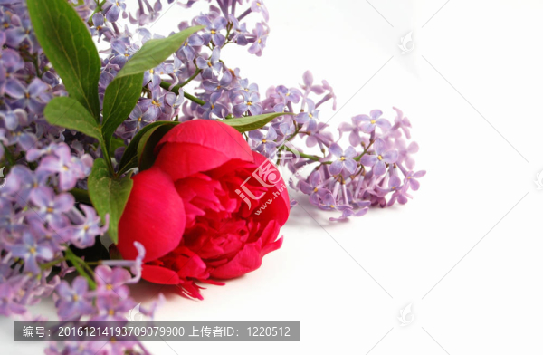 丁香花