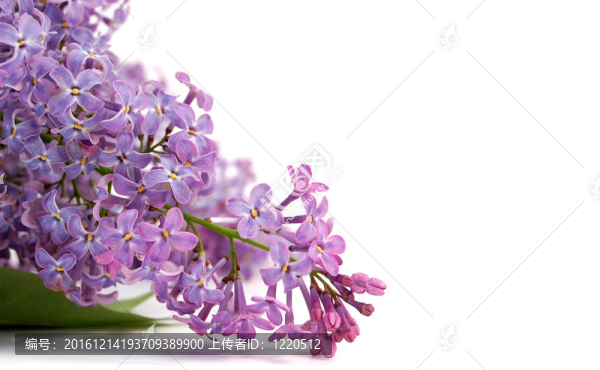 丁香花