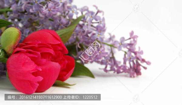 丁香花