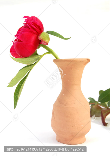 泥瓶紅花