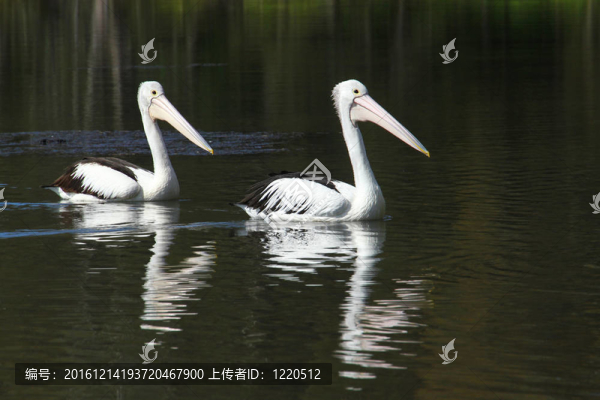 兩鵜鶘-,Follow,the,Leader