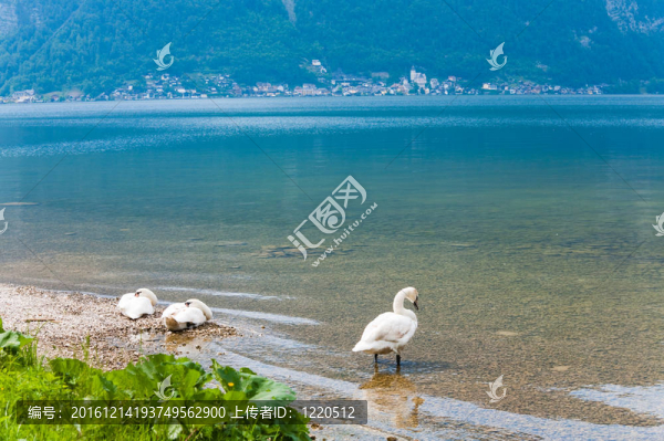 夏日天鵝