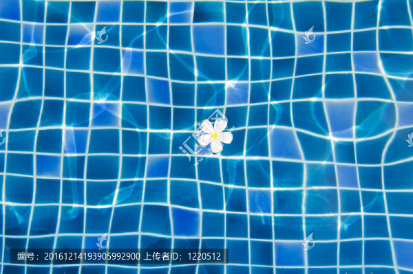 池底白花