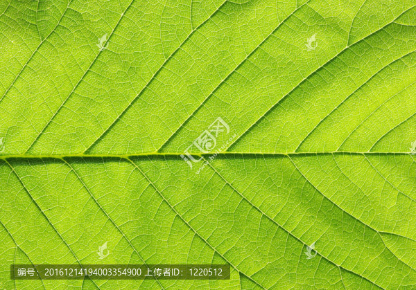 綠色的葉子紋理