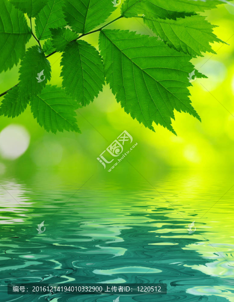 綠色的葉子