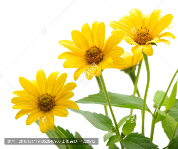 黃色的雛菊花