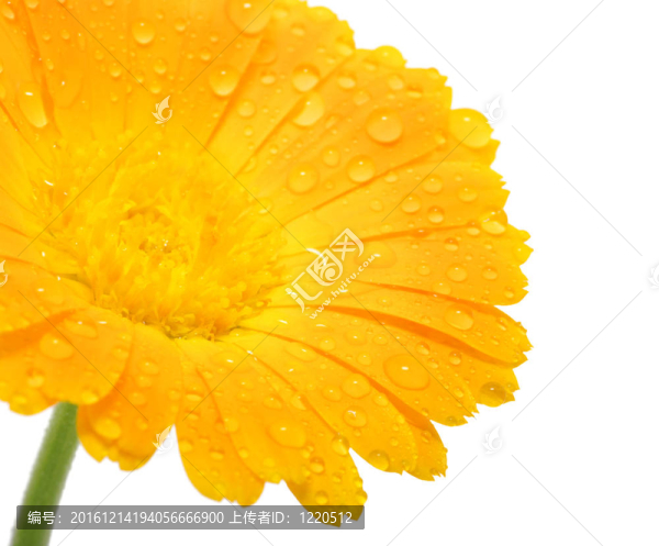 橙花