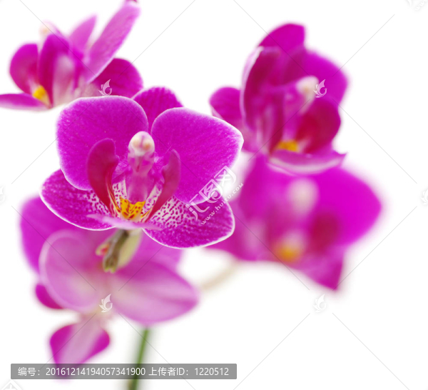 蘭花