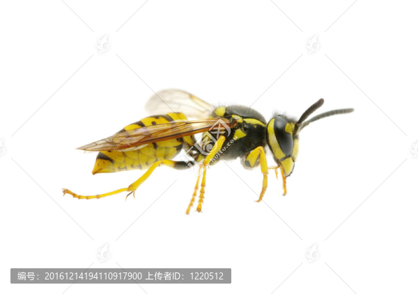 黃蜂
