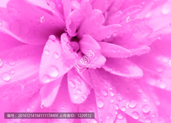 摘要花瓣