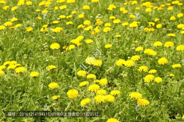 春天里美麗的蒲公英田野