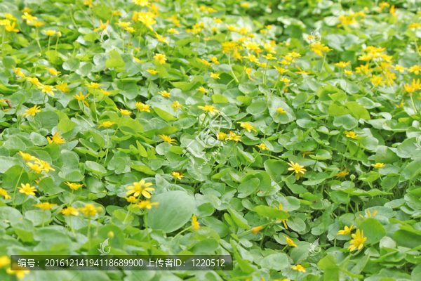 一片春黃色的花