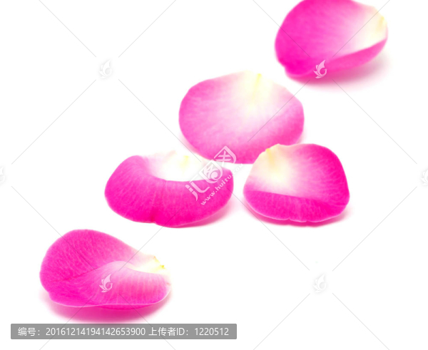 粉紅玫瑰的花瓣