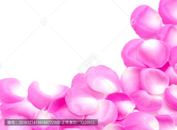 粉紅玫瑰的花瓣