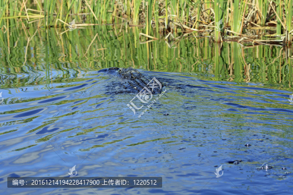 鱷魚(yú)游泳了