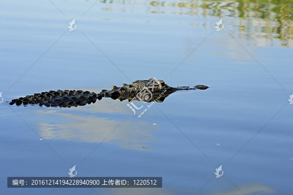 鱷魚(yú)
