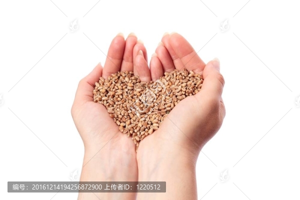 小麥心在手