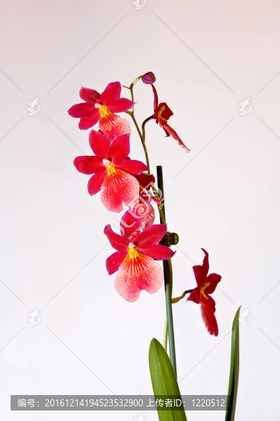 紅蘭花。閉合