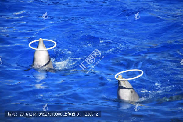 海豚戒指