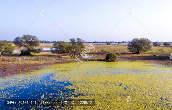 在keolado國家公園美麗的湖；印度。