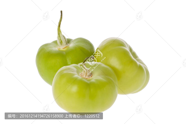 粘果酸漿（錦philadelphica）