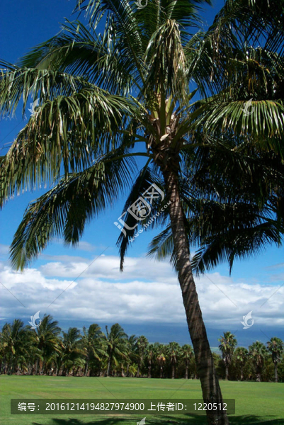 毛伊島的手掌-匯圖網(wǎng) www.fosd68.com 毛伊島的手掌