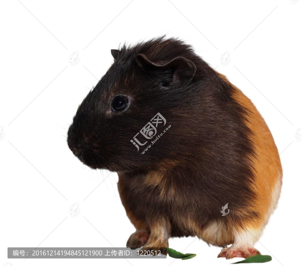 黑棕豚鼠