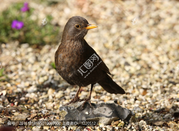 黑鳥