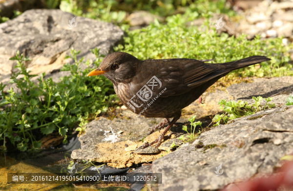 黑鳥