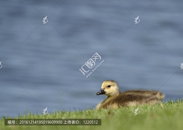 加拿大鵝鵝