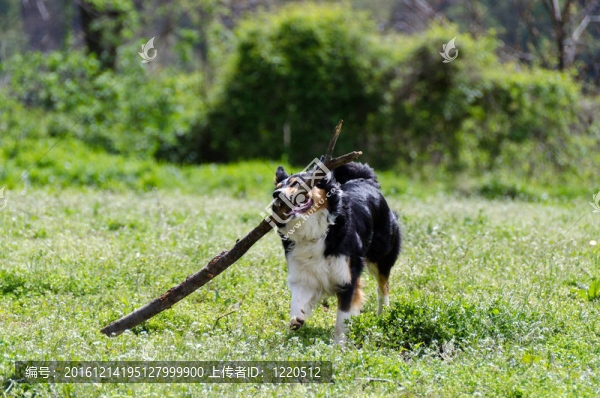邊境牧羊犬在草地上跑