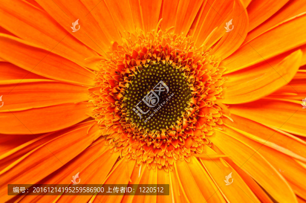 花束非洲菊