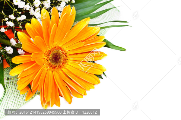 花束非洲菊