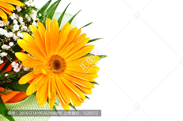花束非洲菊