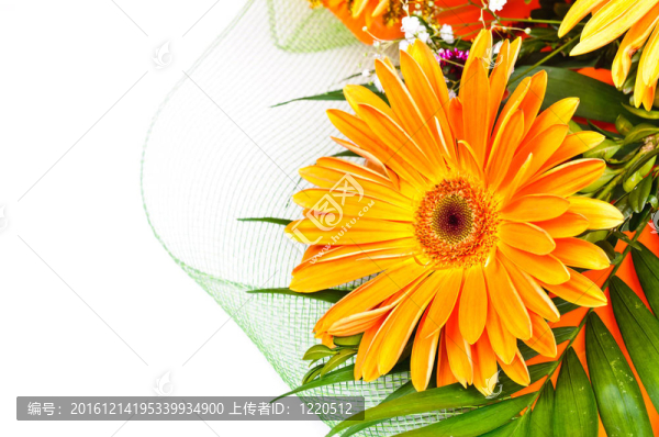 花束非洲菊