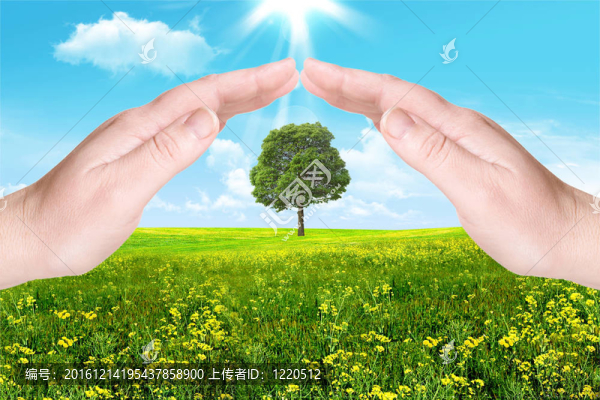 自然。棕櫚樹保護(hù)樹