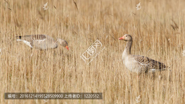 一個(gè)灰雁-匯圖網(wǎng) www.fosd68.com 一個(gè)灰雁