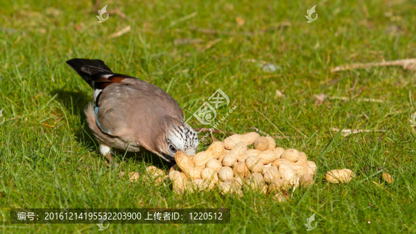 杰伊鳥（Garrulus,glandarius）