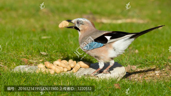 杰伊鳥（Garrulus,glandarius）