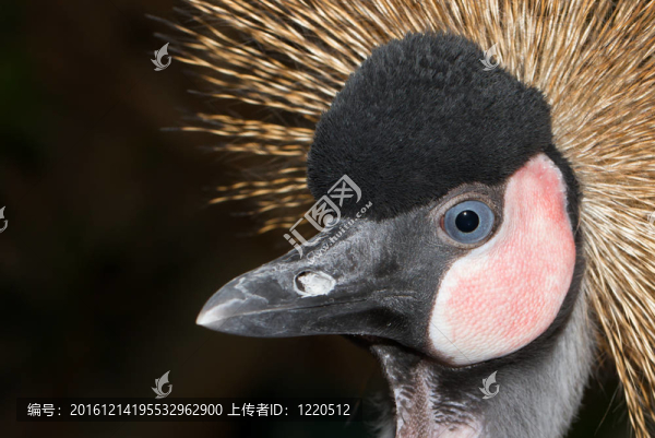 鶴