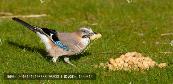 杰伊鳥（Garrulus,glandarius）