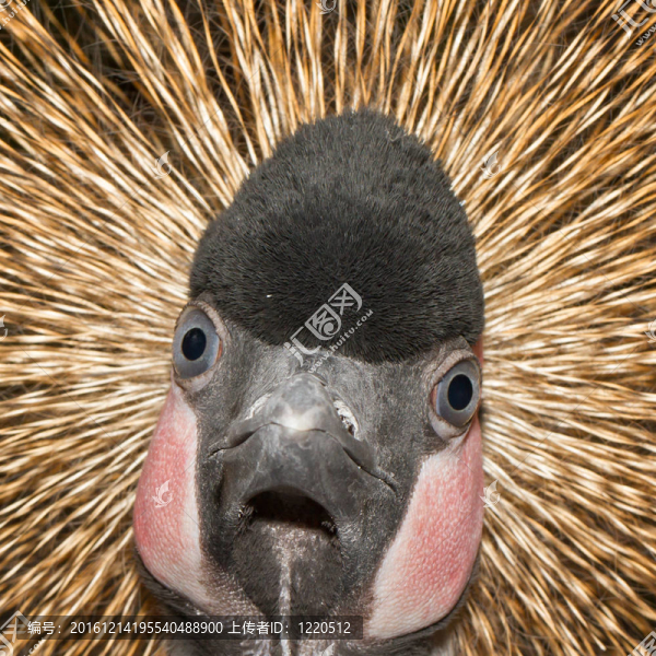 鶴