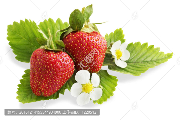 成熟多汁草莓；分離