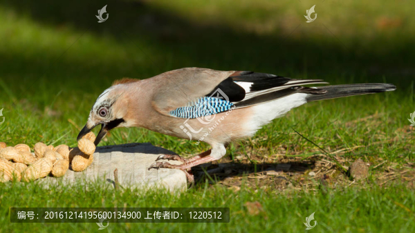 杰伊鳥（Garrulus,glandarius）