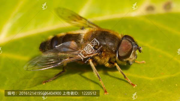 葉子上的蜜蜂