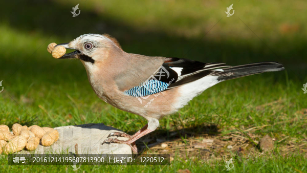 杰伊鳥(niǎo)（Garrulus,glandarius）